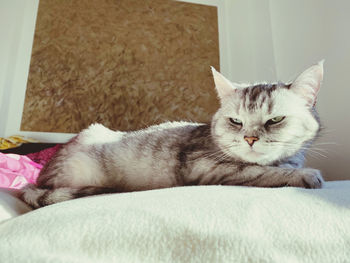 Close-up of a cat resting on bed