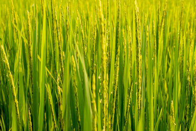 Full frame shot of crops growing on field