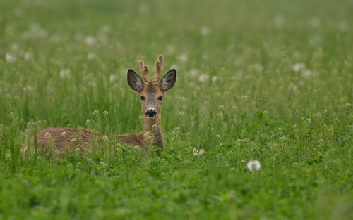 Deer standing on grassy field