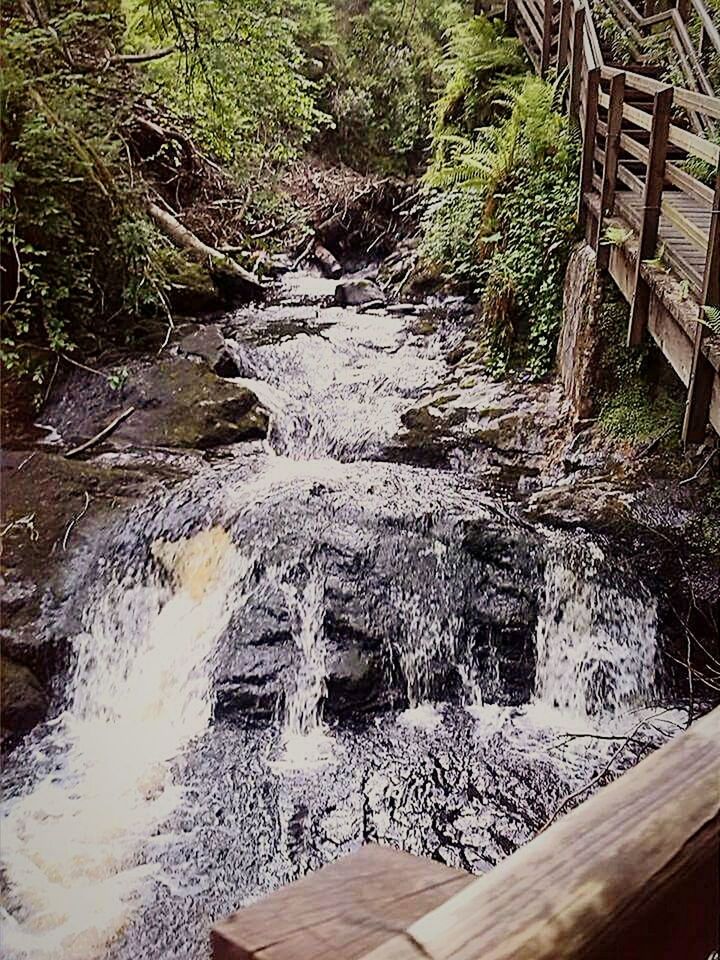 VIEW OF RIVER WITH TREES IN FOREGROUND