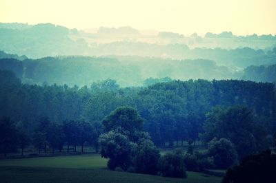 Trees in forest against sky