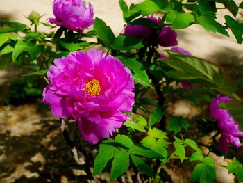 Close-up of pink flowers