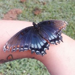 Close-up of butterfly on hand