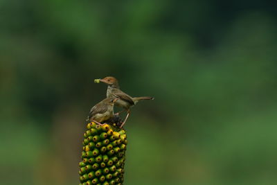 Close-up of bird perching on a plant