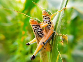 Close-up of butterfly on leaf