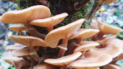 Close-up of mushrooms on tree