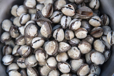 Close-up of shells