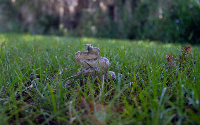 Trees growing on grassy field