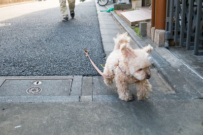 Dog standing on road