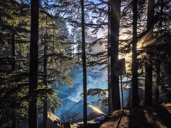 Trees in forest against sky