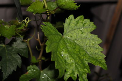 Close-up of wet plant leaves during rainy season