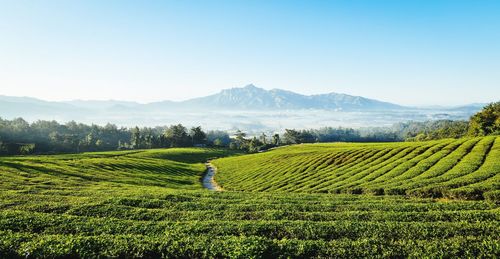 Scenic view of agricultural field against sky