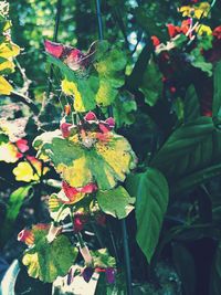 Close-up of plant growing on tree