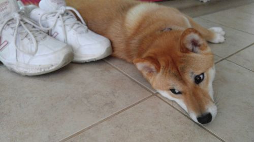 High angle view of dog lying on floor