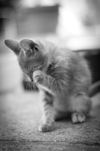 Close-up of a cat looking away