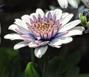 Close-up of white flower