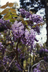 Close-up of purple flowering plant