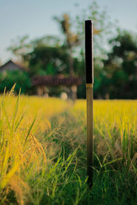 Close-up of plant growing on field