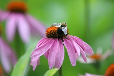 Close-up of honey bee pollinating on pink flower