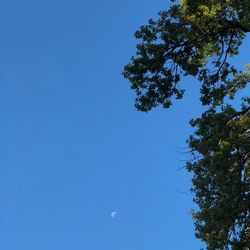 Low angle view of tree against clear blue sky