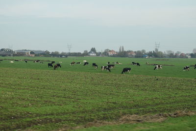 Cows grazing on grassy field