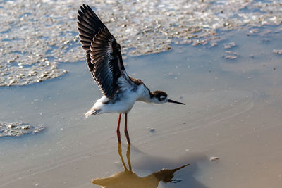 Bird flying over beach