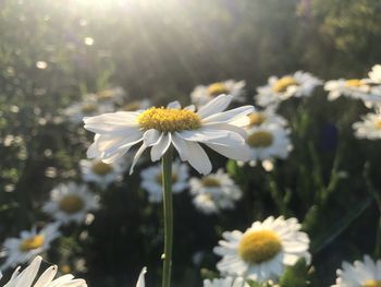 Close-up of white daisy flowers