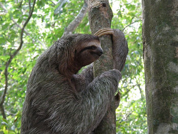 Sloth climbing a tree in the rainforest of costa rica.