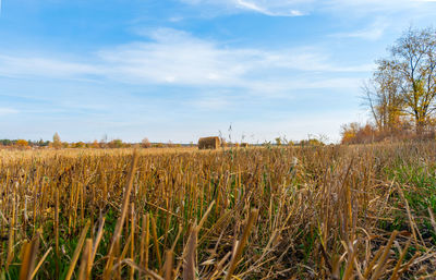 View of stalks in field against cloudy sky