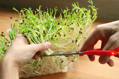 Man's hand haevesting water spinach hydroponic microgreens grown as edible houseplants