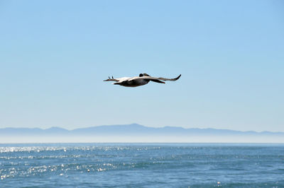 Seagull flying over sea against clear sky