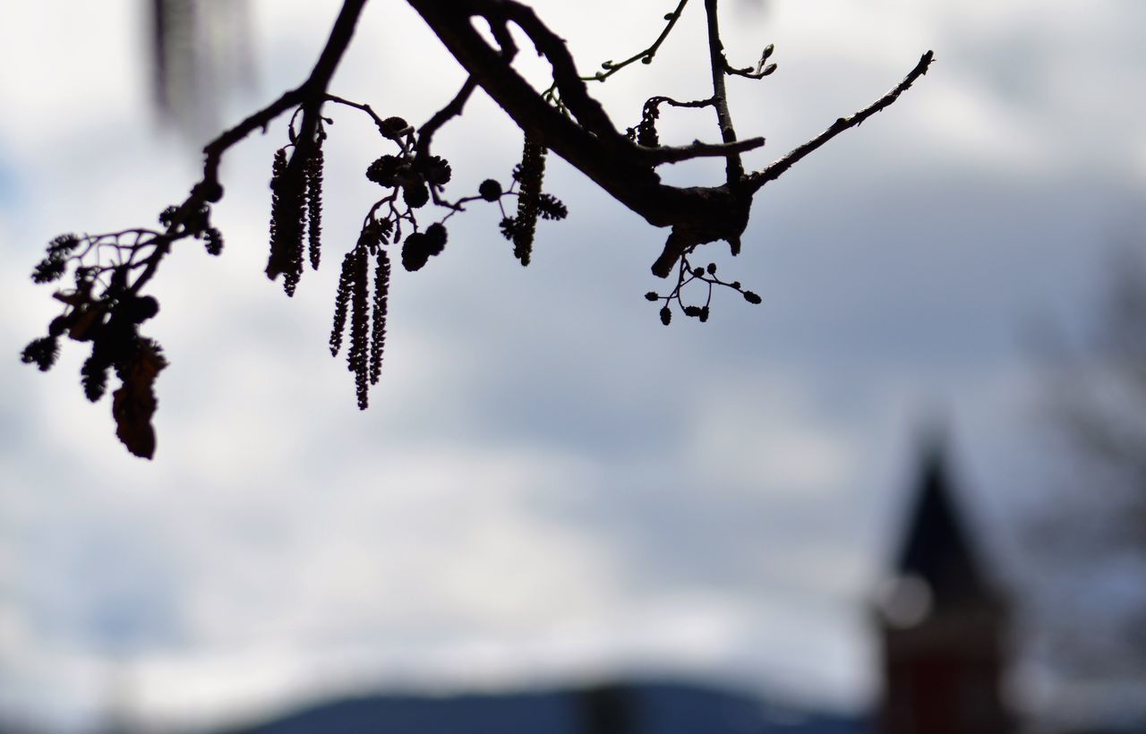 CLOSE-UP OF PLANT AGAINST SKY