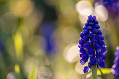 Close-up of purple flowering plants