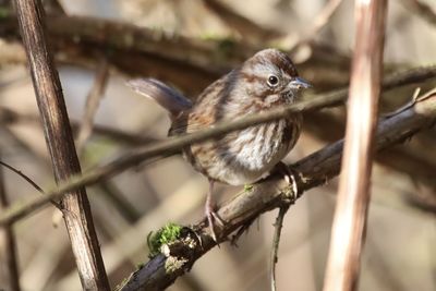 Close-up of bird perching on branch