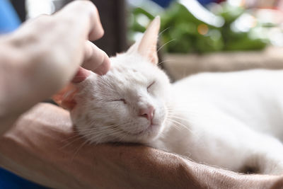 Blue-eyed white adult cat resting on his friend's arm. sao joaquim fair, salvador, bahia, brazil.