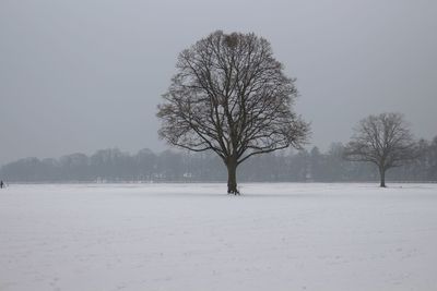 Bare trees on snow covered landscape against clear sky