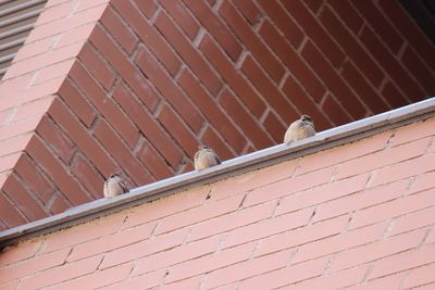 Low angle view of bird perching on roof