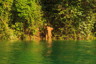 View of horse in forest