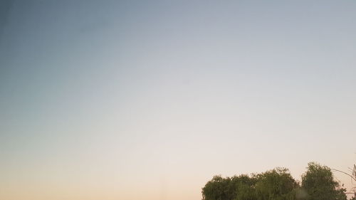 Low angle view of trees against clear sky