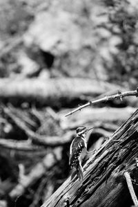 Close-up of insect on wood