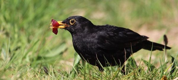 Close-up of bird eating grass