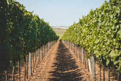 View of the vineyard during warm and sunny weather near kyjov, south moravia, czech republic