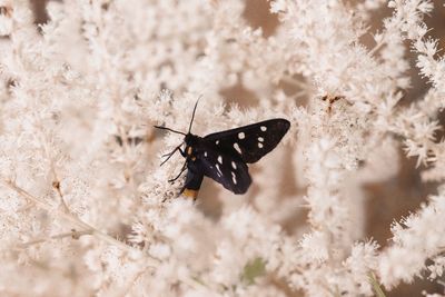 Close-up of butterfly pollinating on flower