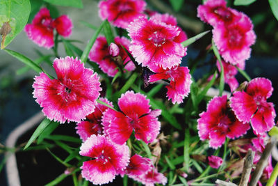 Close-up of pink flowering plants