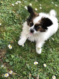 High angle view of dog on flower