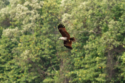 Bird flying against trees