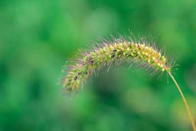 Close-up of flower growing on tree