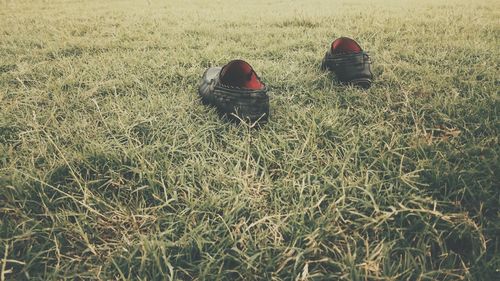 Scenic view of field