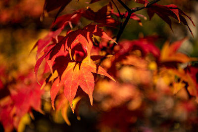 Close-up of red maple leaves