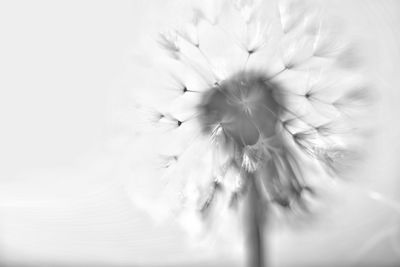 Close-up of dandelion